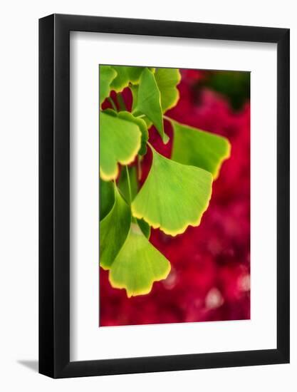 Ginkgo on Maple Background-Philippe Sainte-Laudy-Framed Photographic Print