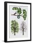 Ginkgo or Maidenhair Tree (Ginkgo Biloba)-null-Framed Giclee Print