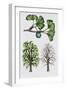 Ginkgo or Maidenhair Tree (Ginkgo Biloba)-null-Framed Giclee Print