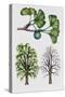 Ginkgo or Maidenhair Tree (Ginkgo Biloba)-null-Stretched Canvas