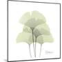 Ginkgo Quad in Green-Albert Koetsier-Mounted Art Print