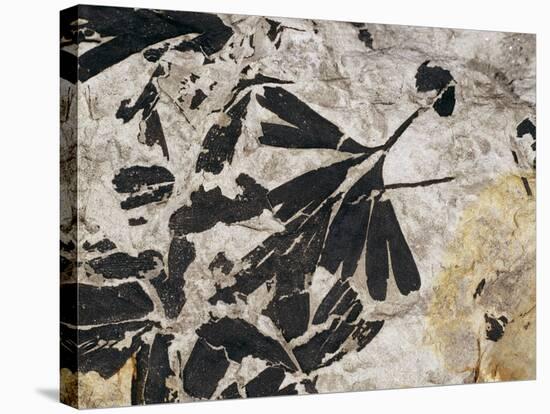 Ginkgo Sp. Fossil Leaves-Volker Steger-Stretched Canvas