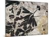 Ginkgo Sp. Fossil Leaves-Volker Steger-Mounted Photographic Print