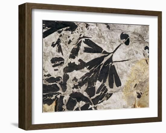 Ginkgo Sp. Fossil Leaves-Volker Steger-Framed Photographic Print