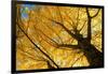 Ginkgo to the Sky-Philippe Sainte-Laudy-Framed Photographic Print