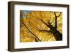 Ginkgo to the Sky-Philippe Sainte-Laudy-Framed Photographic Print