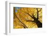 Ginkgo to the Sky-Philippe Sainte-Laudy-Framed Photographic Print