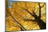 Ginkgo to the Sky-Philippe Sainte-Laudy-Mounted Photographic Print