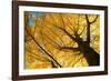 Ginkgo to the Sky-Philippe Sainte-Laudy-Framed Photographic Print