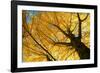 Ginkgo to the Sky-Philippe Sainte-Laudy-Framed Photographic Print