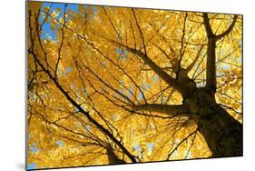 Ginkgo to the Sky-Philippe Sainte-Laudy-Mounted Photographic Print