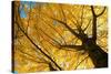 Ginkgo to the Sky-Philippe Sainte-Laudy-Stretched Canvas