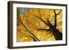 Ginkgo to the Sky-Philippe Sainte-Laudy-Framed Photographic Print