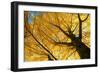 Ginkgo to the Sky-Philippe Sainte-Laudy-Framed Photographic Print