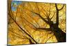 Ginkgo to the Sky-Philippe Sainte-Laudy-Mounted Photographic Print