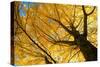 Ginkgo to the Sky-Philippe Sainte-Laudy-Stretched Canvas