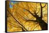 Ginkgo to the Sky-Philippe Sainte-Laudy-Framed Stretched Canvas
