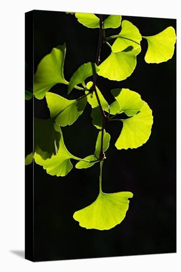 Ginkgo transparent-Philippe Sainte-Laudy-Stretched Canvas