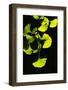 Ginkgo transparent-Philippe Sainte-Laudy-Framed Photographic Print