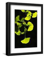 Ginkgo transparent-Philippe Sainte-Laudy-Framed Photographic Print