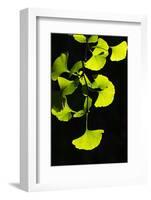 Ginkgo transparent-Philippe Sainte-Laudy-Framed Photographic Print