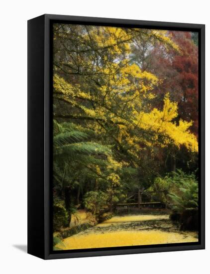 Ginkgo Tree Dropping Autumn Leaves, Alfred Nicholas Gardens, Dandenong Ranges, Victoria, Australia-Schlenker Jochen-Framed Stretched Canvas