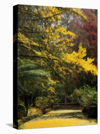 Ginkgo Tree Dropping Autumn Leaves, Alfred Nicholas Gardens, Dandenong Ranges, Victoria, Australia-Schlenker Jochen-Stretched Canvas