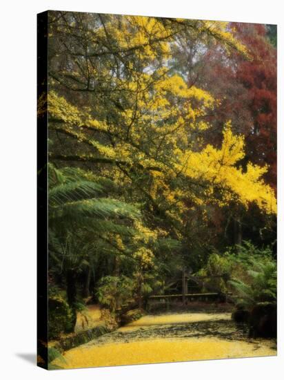 Ginkgo Tree Dropping Autumn Leaves, Alfred Nicholas Gardens, Dandenong Ranges, Victoria, Australia-Schlenker Jochen-Stretched Canvas