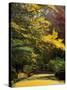 Ginkgo Tree Dropping Autumn Leaves, Alfred Nicholas Gardens, Dandenong Ranges, Victoria, Australia-Schlenker Jochen-Stretched Canvas