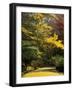 Ginkgo Tree Dropping Autumn Leaves, Alfred Nicholas Gardens, Dandenong Ranges, Victoria, Australia-Schlenker Jochen-Framed Photographic Print