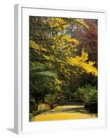 Ginkgo Tree Dropping Autumn Leaves, Alfred Nicholas Gardens, Dandenong Ranges, Victoria, Australia-Schlenker Jochen-Framed Photographic Print