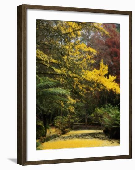 Ginkgo Tree Dropping Autumn Leaves, Alfred Nicholas Gardens, Dandenong Ranges, Victoria, Australia-Schlenker Jochen-Framed Photographic Print