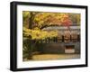 Ginkgo Tree, Garden of Nanzenji Temple, Kyoto, Kansai, Honshu, Japan-Schlenker Jochen-Framed Photographic Print