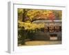 Ginkgo Tree, Garden of Nanzenji Temple, Kyoto, Kansai, Honshu, Japan-Schlenker Jochen-Framed Photographic Print