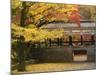 Ginkgo Tree, Garden of Nanzenji Temple, Kyoto, Kansai, Honshu, Japan-Schlenker Jochen-Mounted Photographic Print