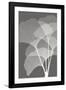 Ginkgos I-Steven N^ Meyers-Framed Art Print