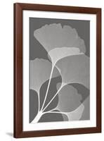 Ginkgos II-Steven N^ Meyers-Framed Art Print