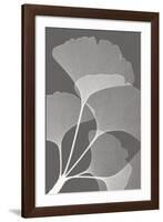 Ginkgos II-Steven N^ Meyers-Framed Art Print