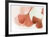 Ginko 2-Florence Delva-Framed Limited Edition