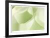 Ginko 3-Florence Delva-Framed Limited Edition