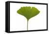 Ginko Leaf-Fabio Petroni-Framed Stretched Canvas