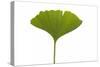 Ginko Leaf-Fabio Petroni-Stretched Canvas