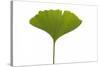 Ginko Leaf-Fabio Petroni-Stretched Canvas