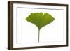 Ginko Leaf-Fabio Petroni-Framed Photographic Print