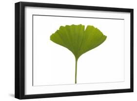 Ginko Leaf-Fabio Petroni-Framed Photographic Print