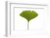 Ginko Leaf-Fabio Petroni-Framed Photographic Print