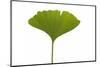 Ginko Leaf-Fabio Petroni-Mounted Photographic Print