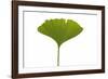 Ginko Leaf-Fabio Petroni-Framed Photographic Print