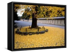 Ginko Leaves at Old Imperial Palace-null-Framed Stretched Canvas