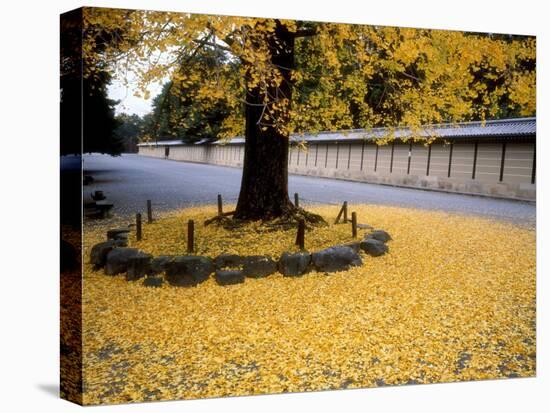 Ginko Leaves at Old Imperial Palace-null-Stretched Canvas